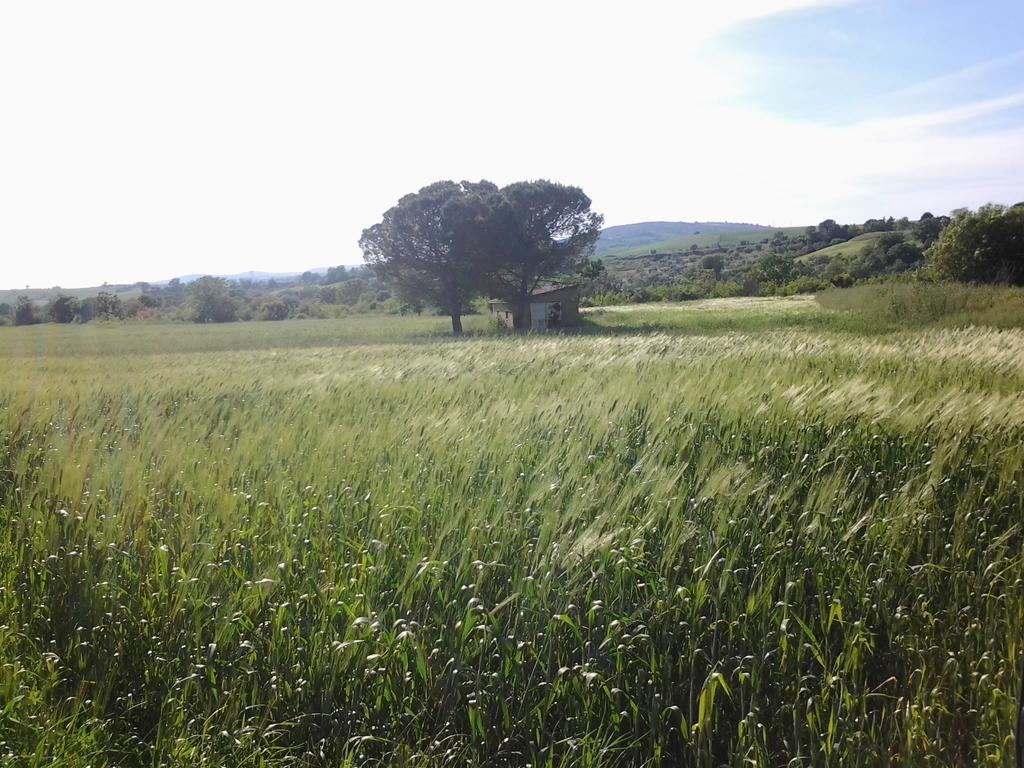 Bio Agriturismo Il Torrione Βίλα Saturnia Εξωτερικό φωτογραφία