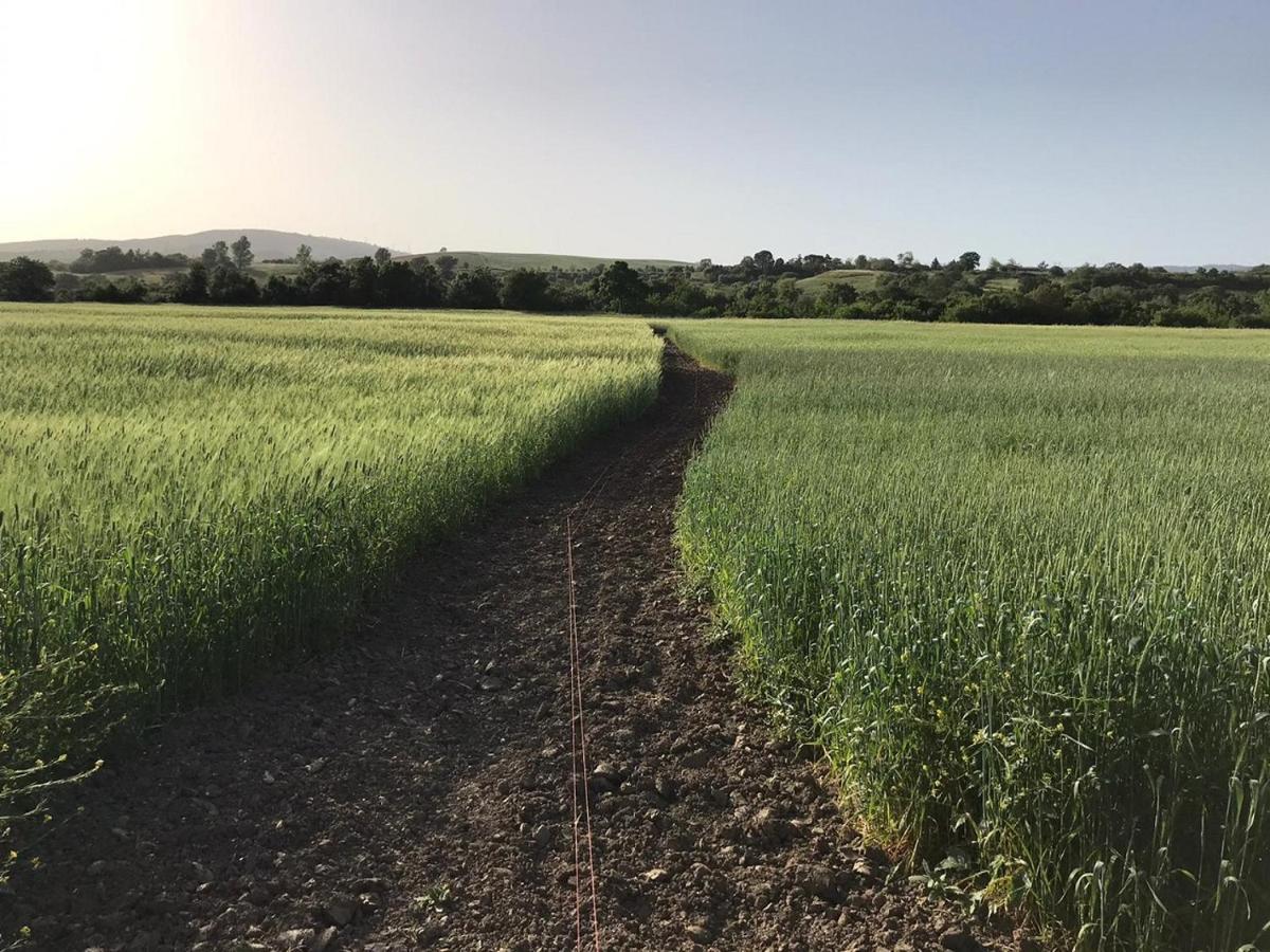 Bio Agriturismo Il Torrione Βίλα Saturnia Εξωτερικό φωτογραφία