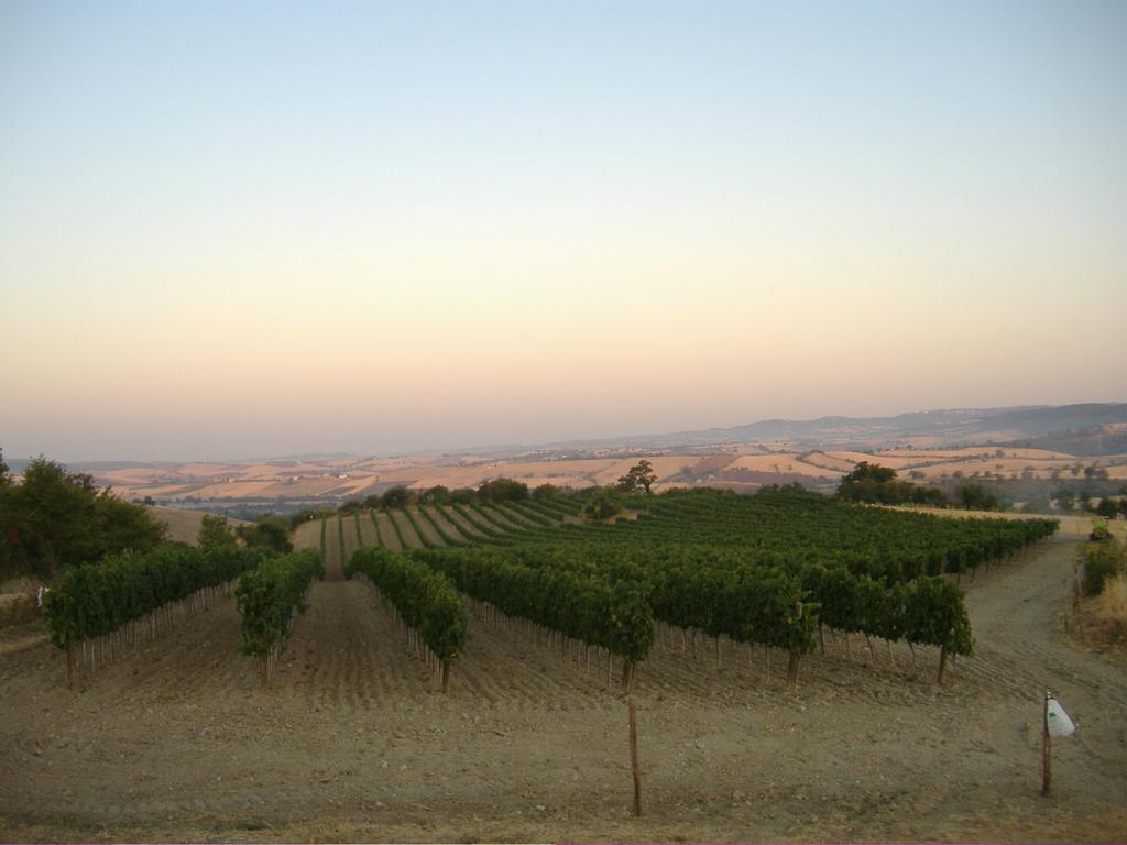 Bio Agriturismo Il Torrione Βίλα Saturnia Εξωτερικό φωτογραφία